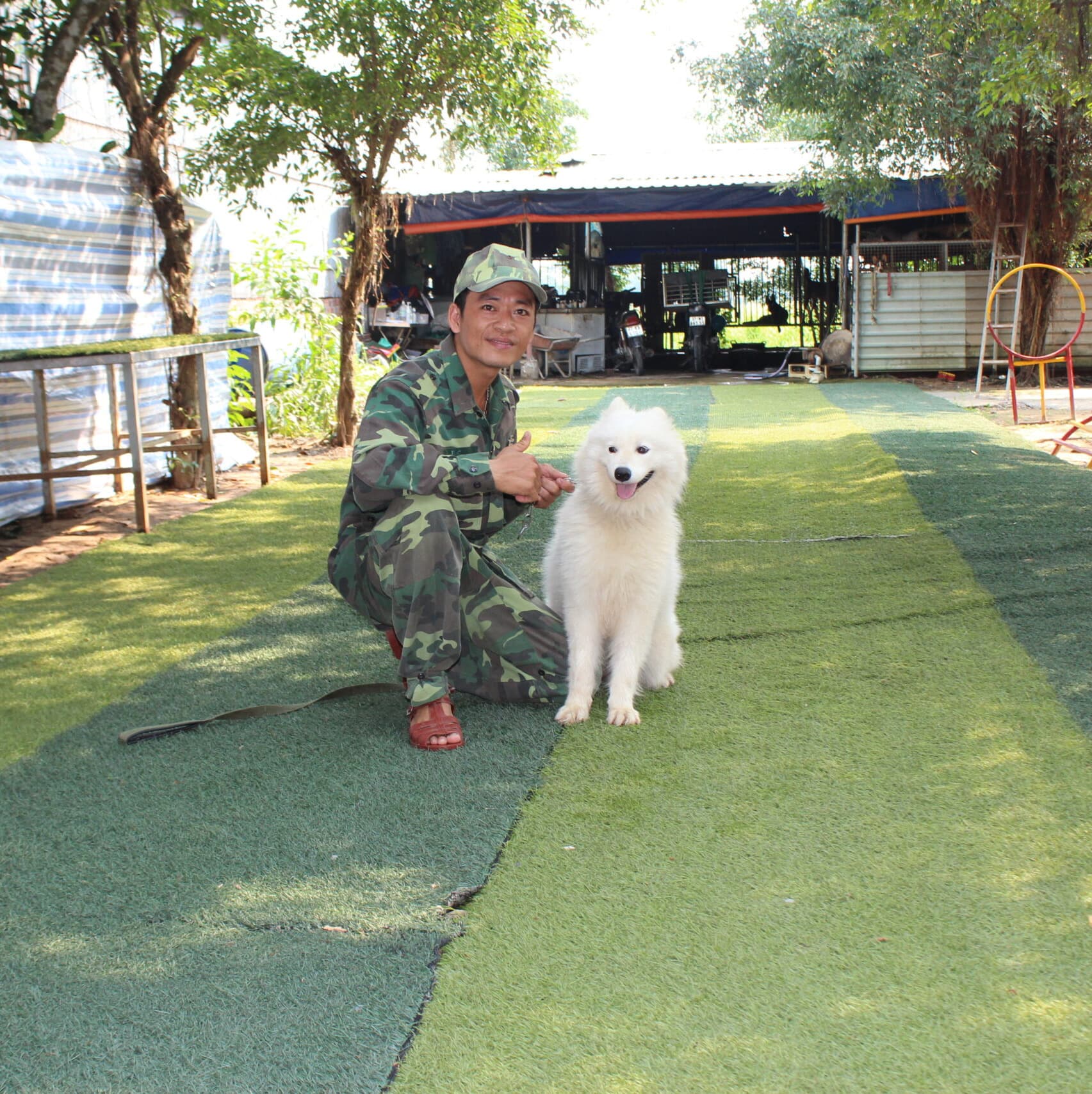 Mua bán chó Samoyed thuần chủng