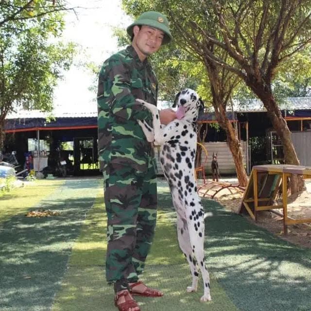 Mua bán chó Đốm thuần chủng