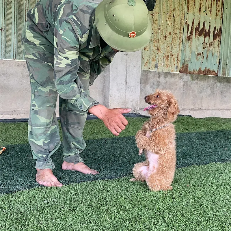 Mua bán chó Poodle thuần chủng