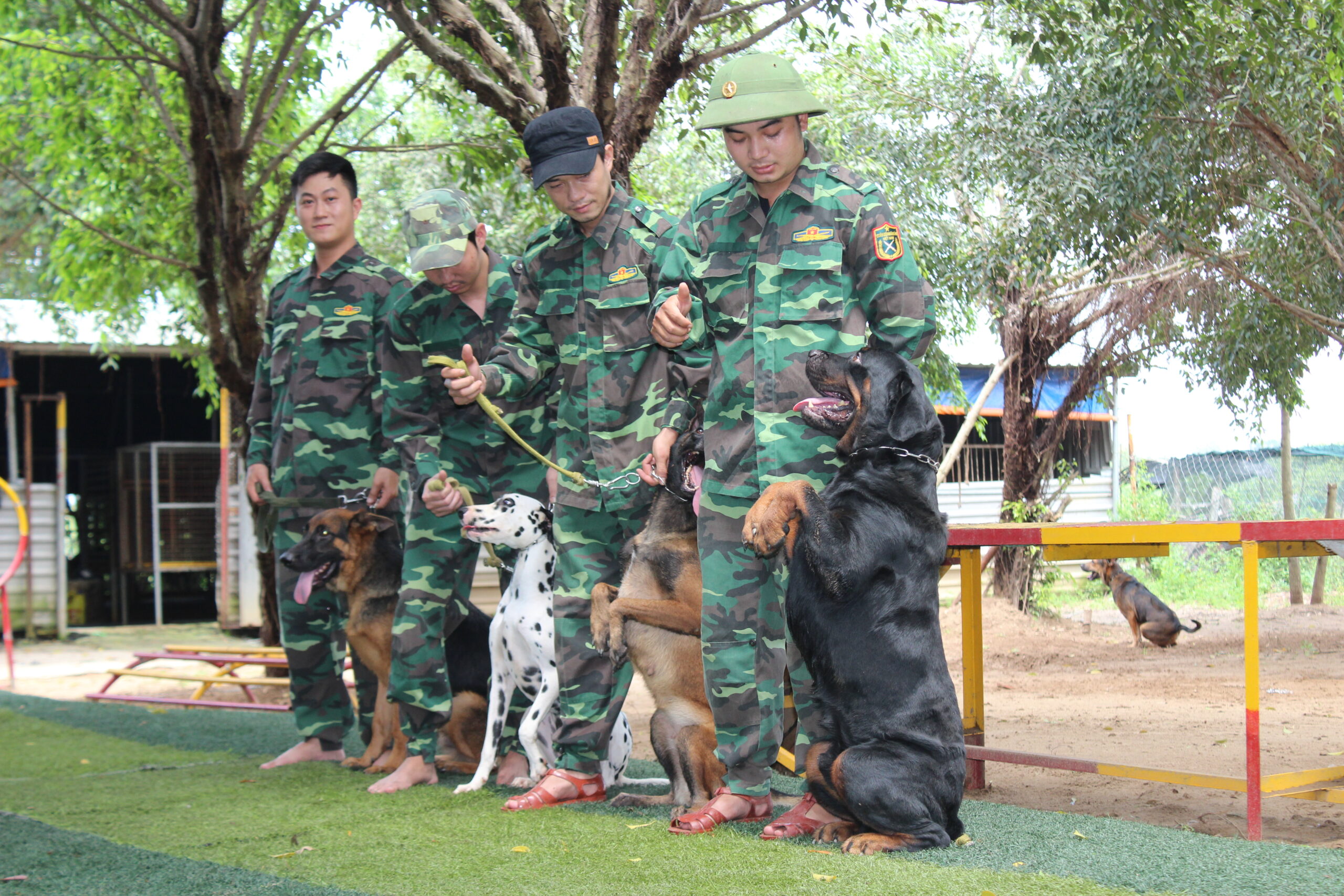 Cách huấn luyện chó canh giữ nhà cửa