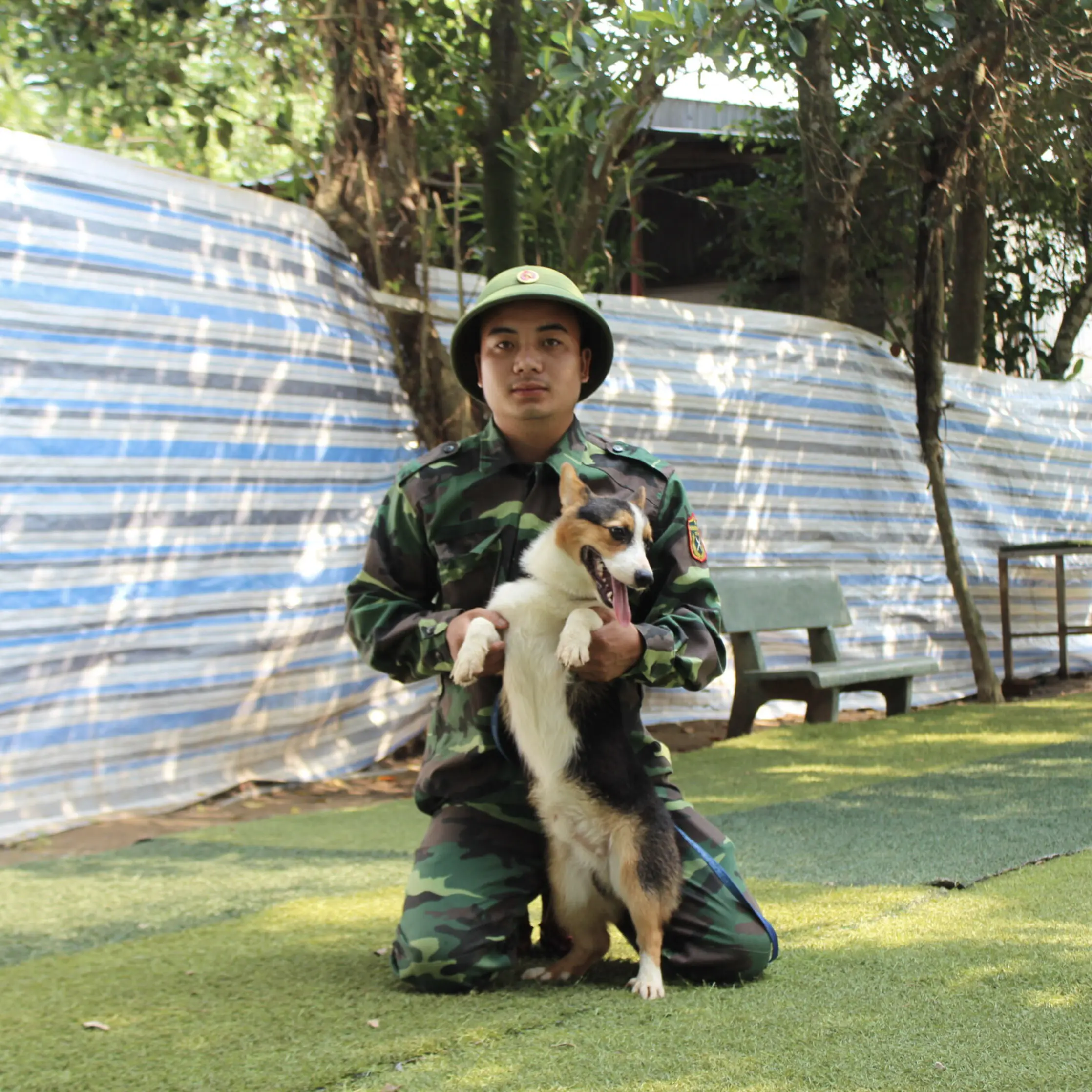 Huấn luyện chó Corgi