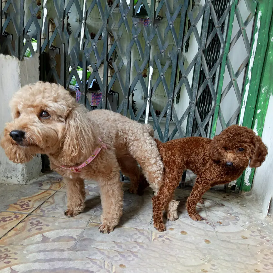 Dịch vụ phối giống chó Poodle thuần chủng giá rẻ chất lượng cao
