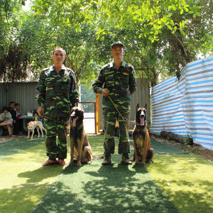 Cách chăm sóc chó Malinois