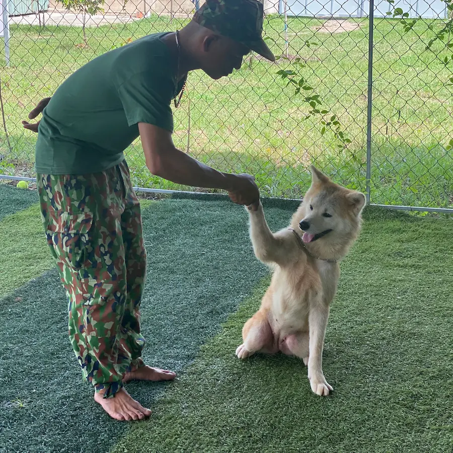 Huấn Luyện Chó Akita